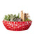 Potted Christmas Plant Arrangement