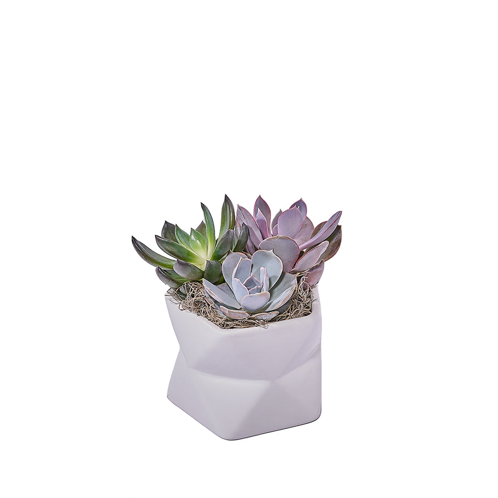 Potted Succulent Arrangement – how the gift is presented