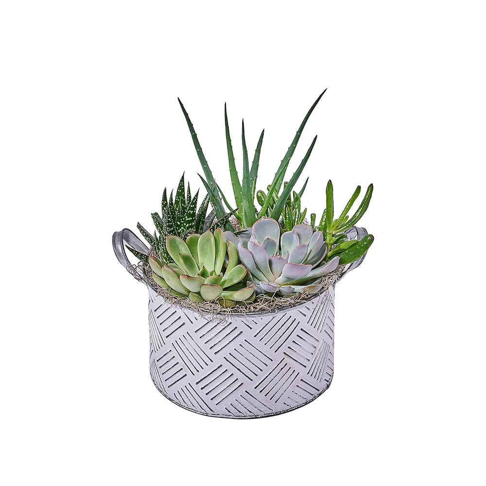 Deluxe Potted Succulent Garden in Decorative Pot – how the gift is presented