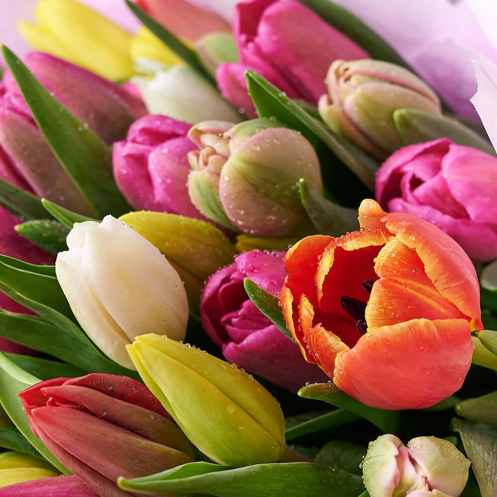 Resplendent Spring Tulip Gift Set, tulip gift baskets, gourmet gifts, gifts, tulips, wine gifts. Connecticut Delivery