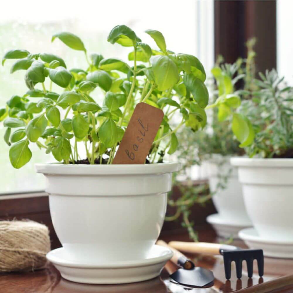 Seasonal Plants - Plant Gift Subscription - Connecticut Delivery