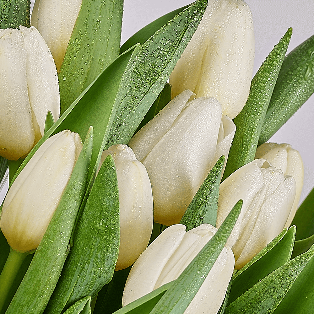 Spring Scents Tulip Bouquet, tulip gift, tulips, flower gift, flowers, seasonal flower gifts, seasonal flowers, Connecticut delivery