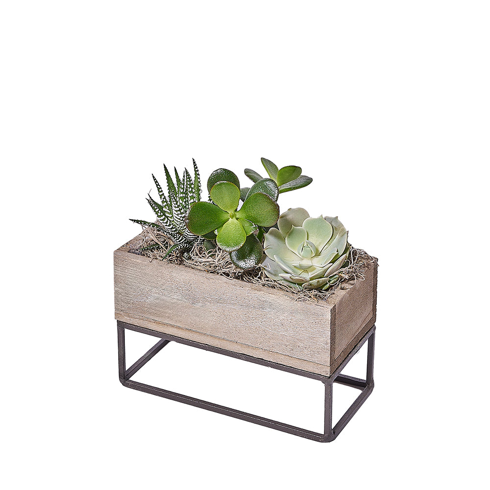 succulent garden gift Succulent Garden Planter Box – Plant gift baskets – Connecticut delivery