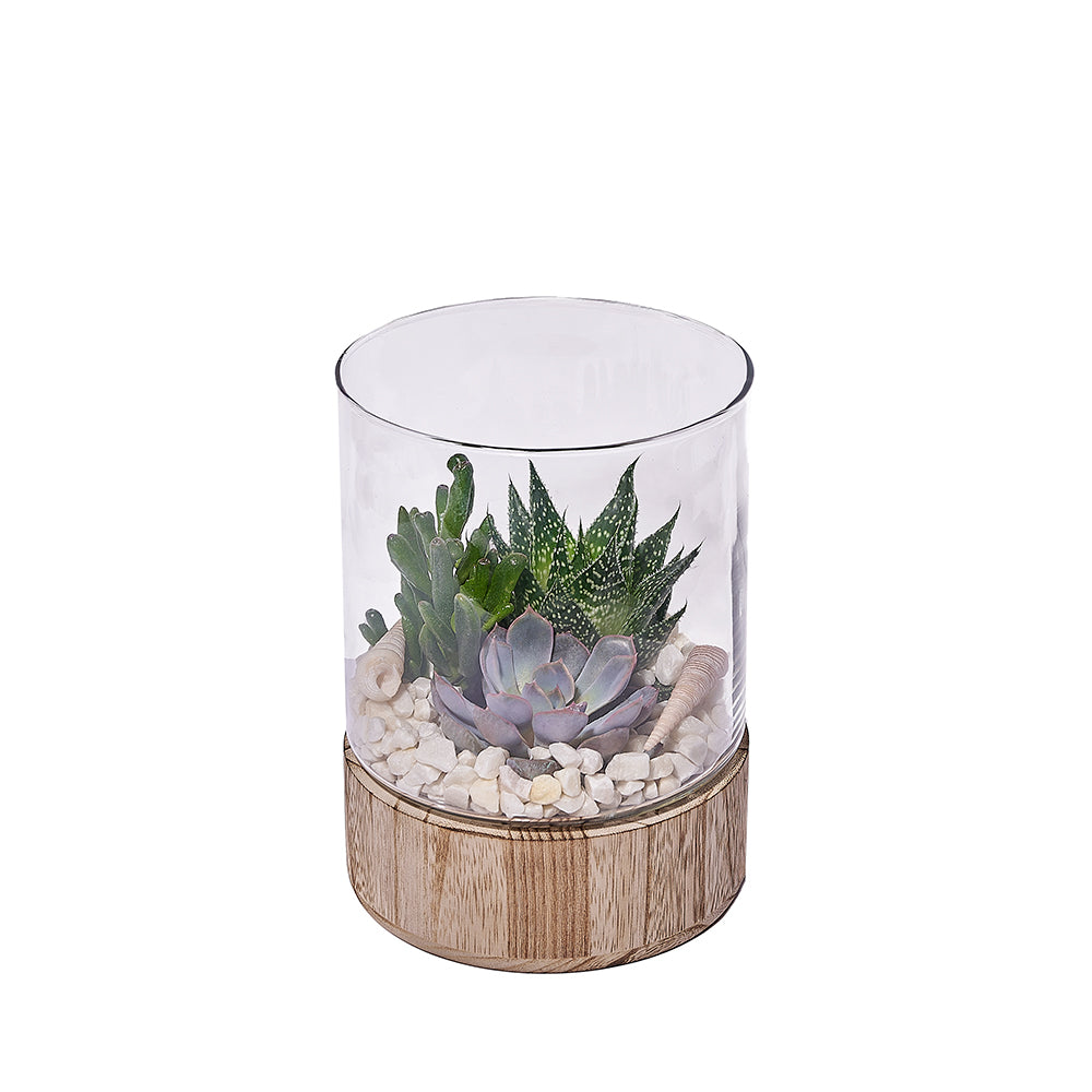 Compact Succulent Garden in Glass Terrarium – how the gift is presented