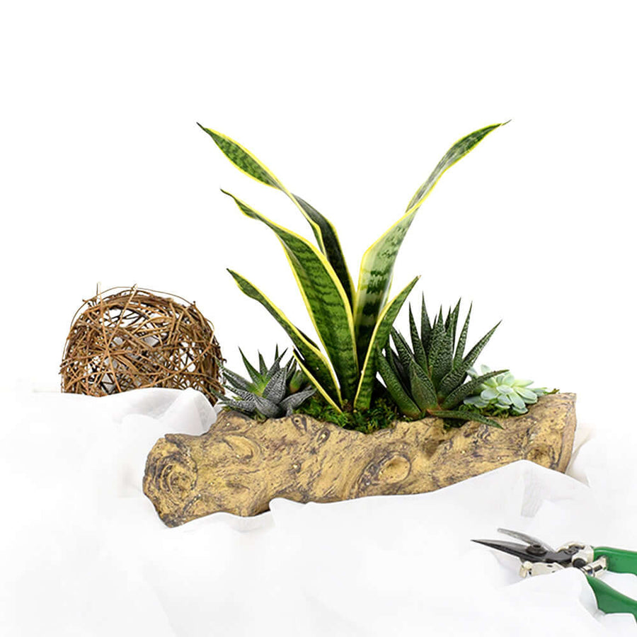 A delightfully rustic gift that’s perfect for lending some life to a home or office, the Succulent Log Garden from Connecticut Blooms brings a little bit of the outdoors indoors.