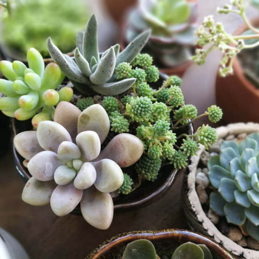 Add to your succulent collection with the Succulents & Cacti Plant Subscription from Connecticut Blooms. A modern-day delight, these plants are great for any space in your home and better still require very little care and maintenance