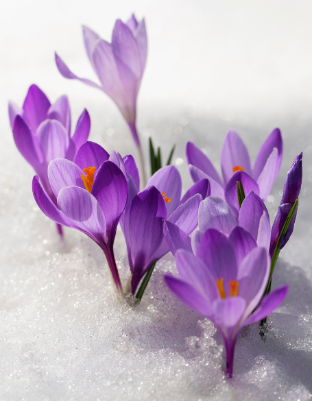 Same day flower delivery Toronto – Toronto flowers gifts