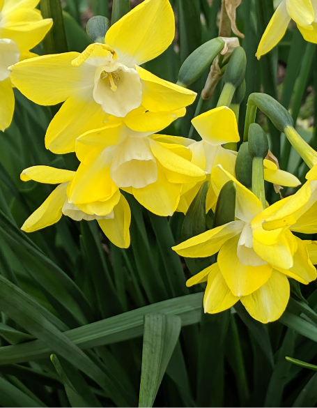 Same day flower delivery Toronto – Toronto flowers gifts