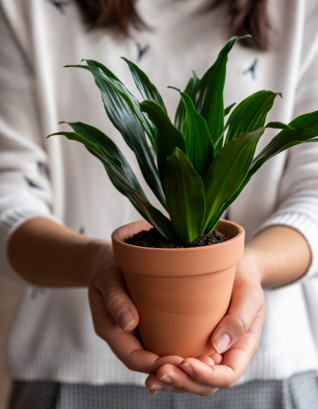 Same day flower delivery Toronto – Toronto flowers gifts