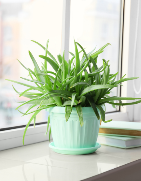 Same day flower delivery Toronto – Toronto flowers gifts