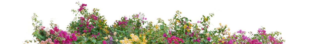 Same day flower delivery Toronto – Toronto flowers gifts