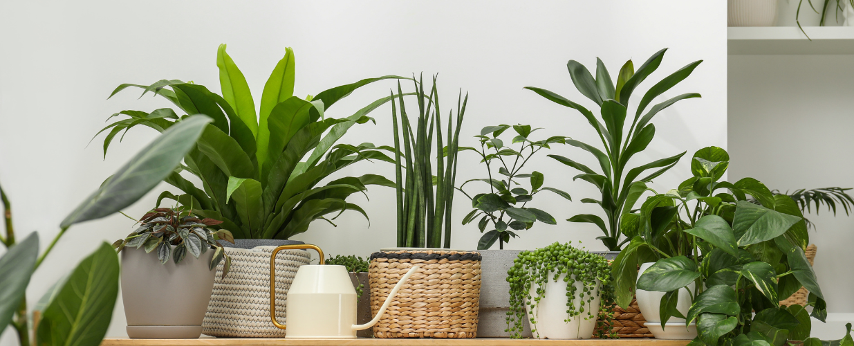 Plants