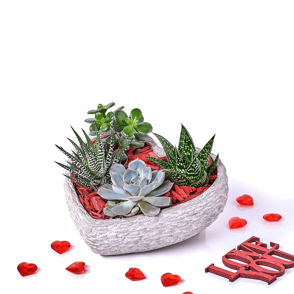 Stone Heart Succulent Planter Valentine's – how the gift is presented