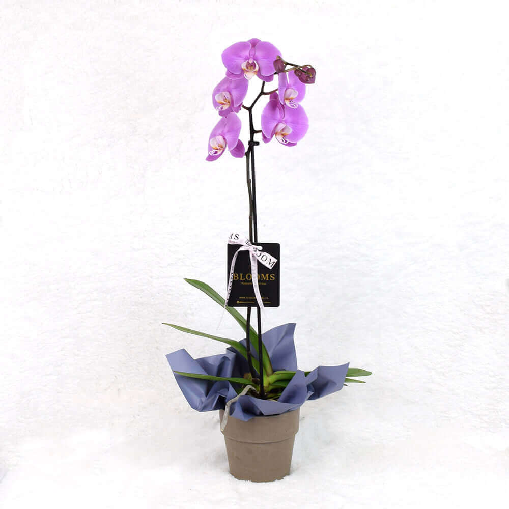 Valentine's Ceramic Pot with Pink Orchid – how the gift is presented