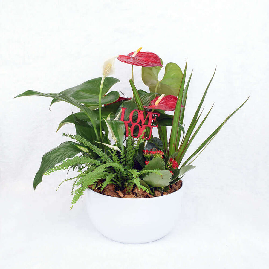 Valentine's Day Potted White Anthurium, Connecticut Delivery