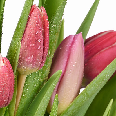 Valentine's Day Seasonal Bouquet, Connecticut Flower Delivery, Valentine's Day gifts, tulips, seasonal