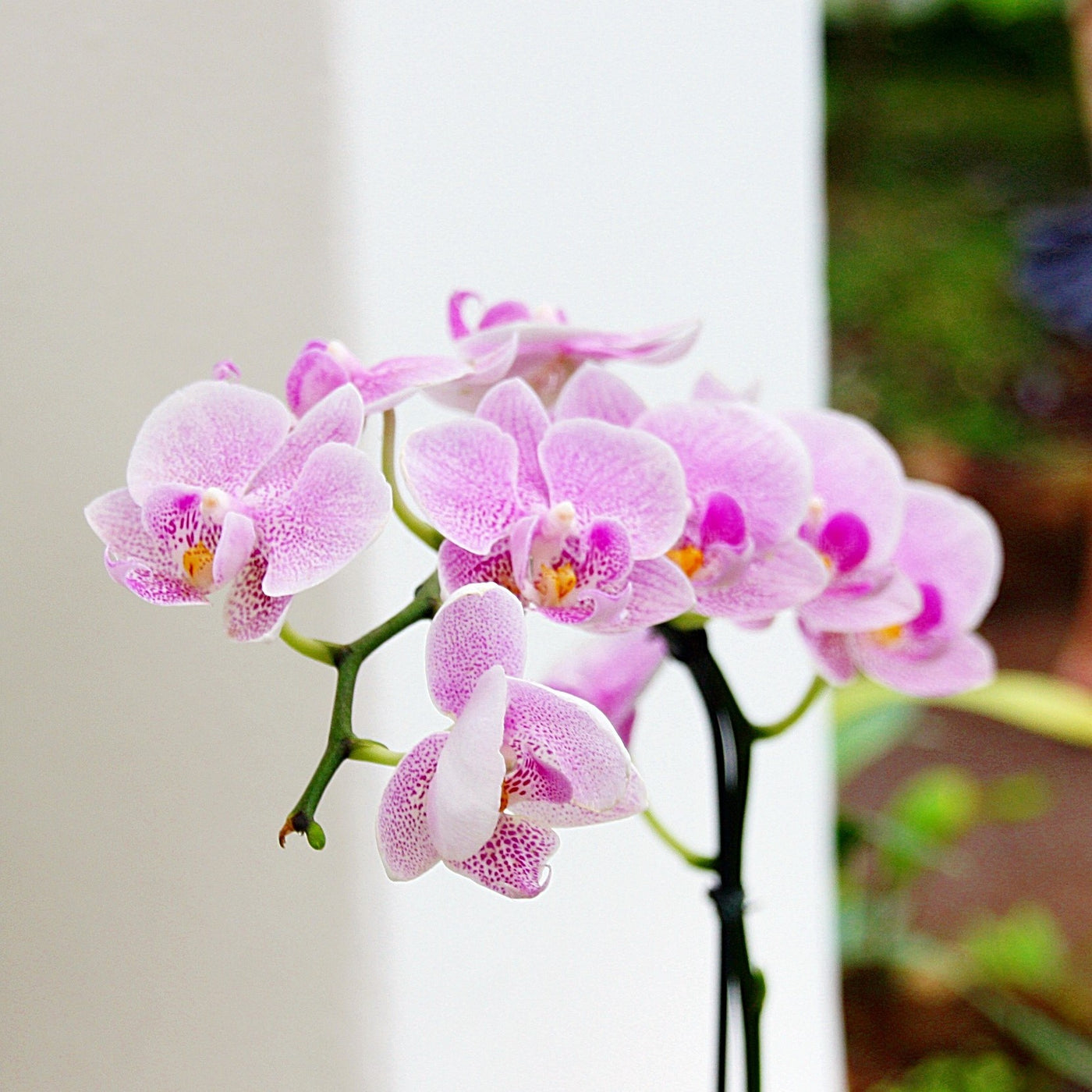 Elegant Orchid Plant – Orchid Gifts – Connecticut delivery ...