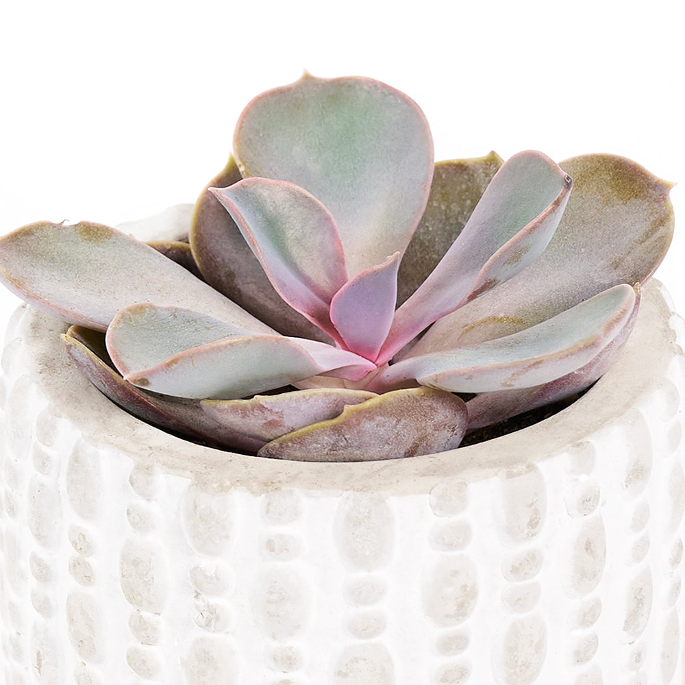 Succulent Plant and Single Bottle Wine Gift with Ceramic Stand – how the gift is presented