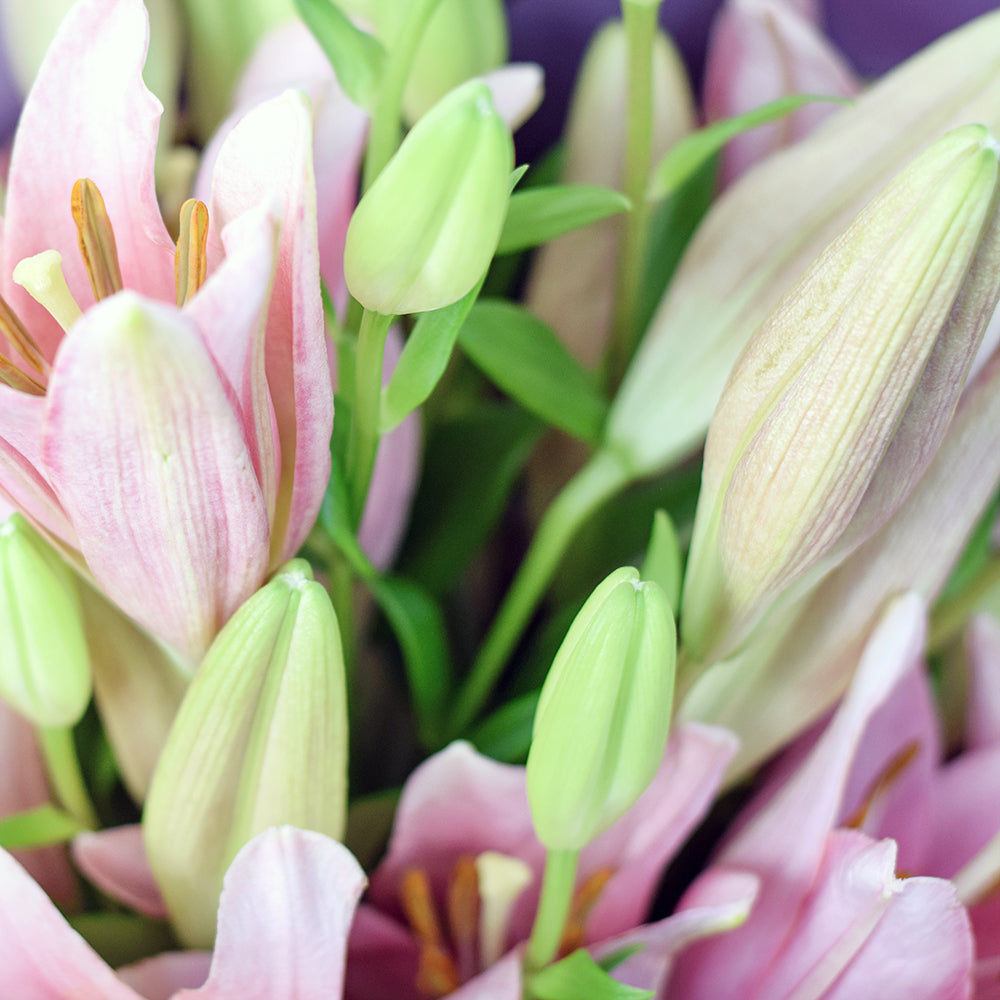 Berry Crush Lily Bouquet from Connecticut Blooms - Floral Gift - Connecticut Delivery.