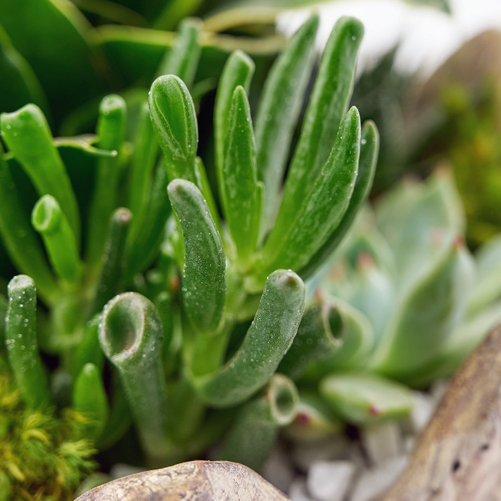 Chic Succulent Plant Arrangement with Leaf-Design Planter – how the gift is presented