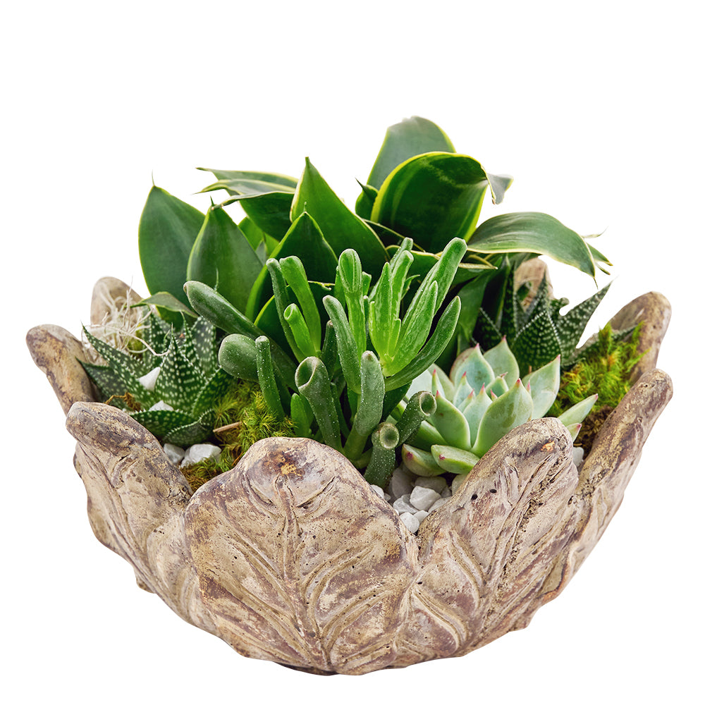 Bright Days Succulent Arrangement - Succulent Plant Gift - Connecticut Delivery