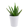 Calm Recollections Aloe Vera Plant from Connecticut Blooms - Plant Gift - Connecticut Delivery.