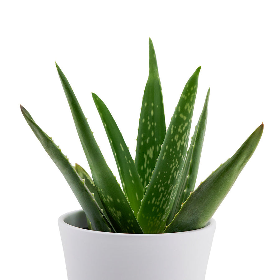 Calm Recollections Aloe Vera Plant from Connecticut Blooms - Plant Gift - Connecticut Delivery.