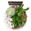 Circle of Life Succulent Terrarium from Connecticut Blooms - Plant Gift - Connecticut Delivery.