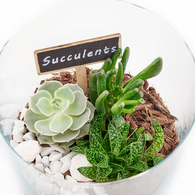 Circle of Life Succulent Terrarium from Connecticut Blooms - Plant Gift - Connecticut Delivery.