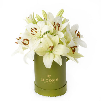 Cornsilk Surprise Lilies Box Arrangement from Connecticut Blooms - Flower Gift - Connecticut Delivery.