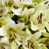Crisp Snow Lily Bouquet from Connecticut Blooms - Floral Gift - Connecticut Delivery.