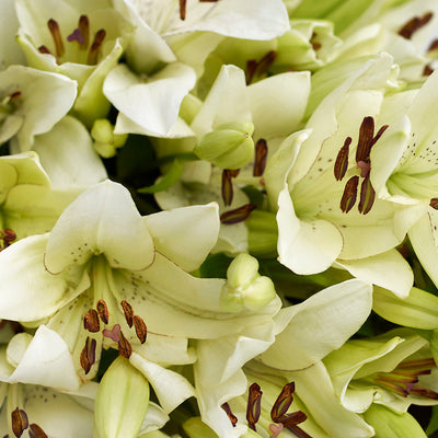 Crisp Snow Lily Bouquet from Connecticut Blooms - Floral Gift - Connecticut Delivery.