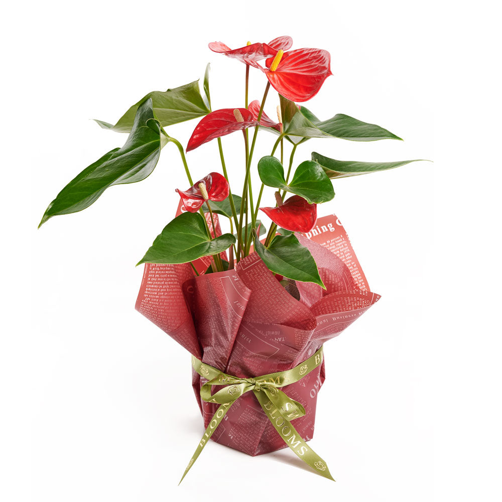 Flamingo Plant Arrangement - Plant Gift - Connecticut Delivery