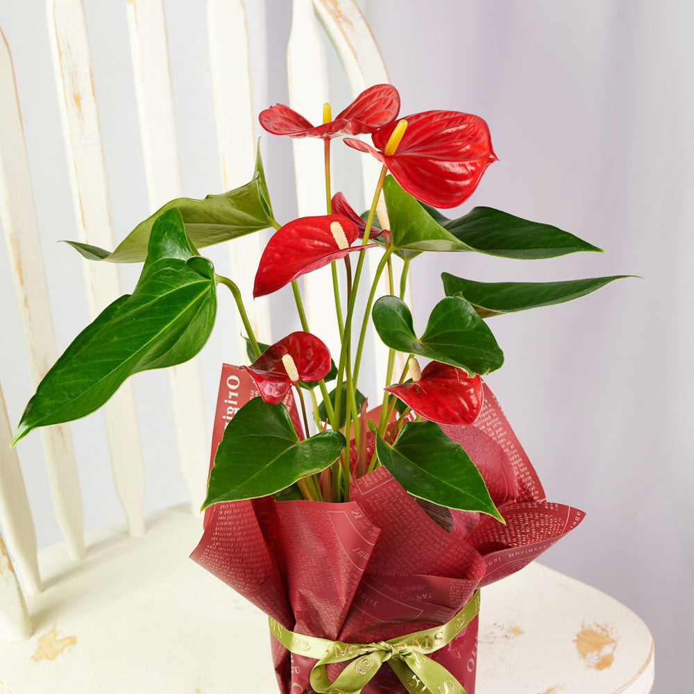 Flamingo Plant Arrangement in Standard Planter – how the gift is presented