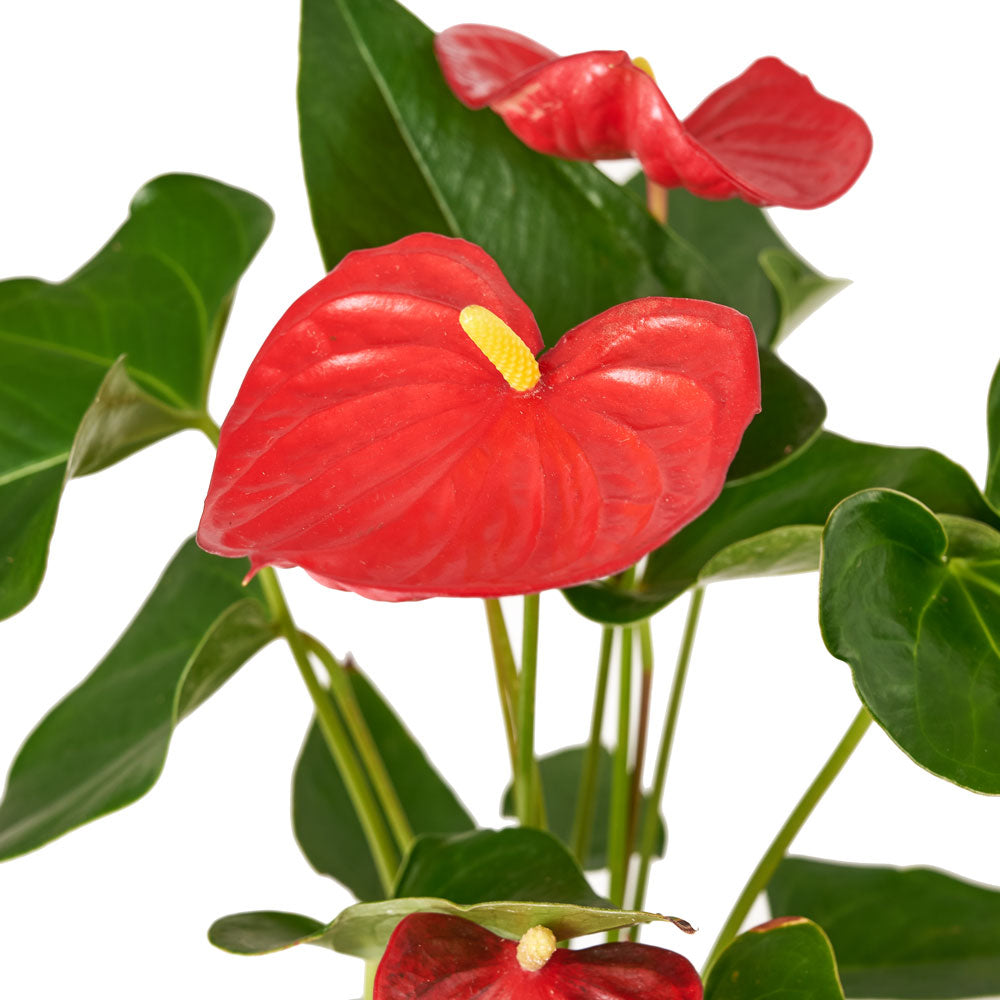 Flamingo Plant Arrangement - Plant Gift - Connecticut Delivery