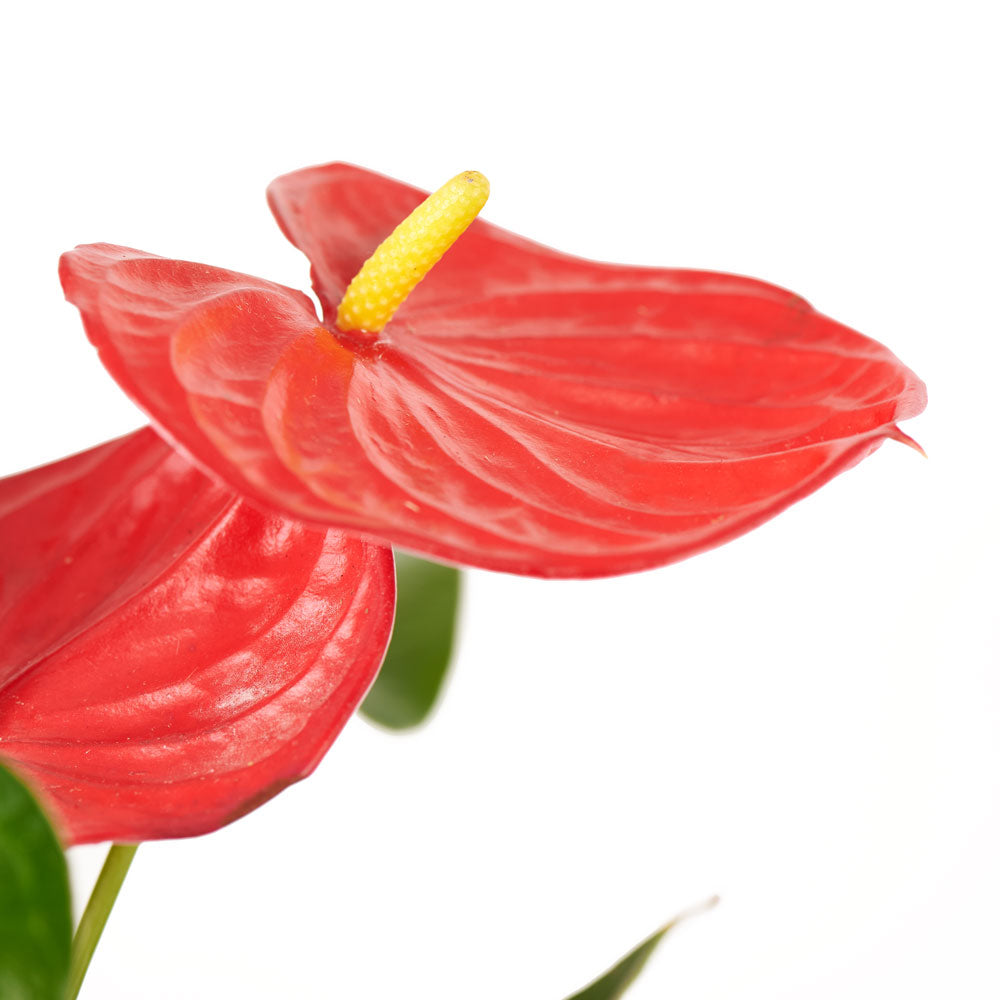 Flamingo Plant Arrangement - Plant Gift - Connecticut Delivery