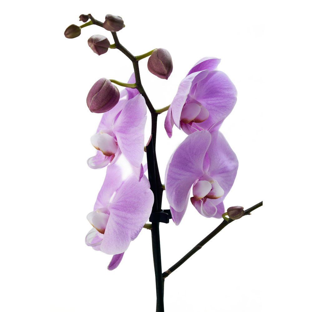 White Planter Purple Orchid Gift – how the gift is presented