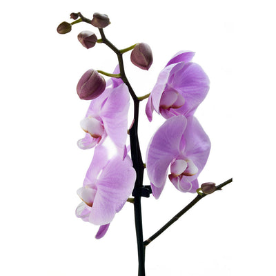 Floral Treasures Flowers Chocolate Gift - Orchid Gift Set - Connecticut Delivery