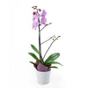 Floral Treasures Exotic Orchid Plant - Plant Gift - Connecticut Delivery