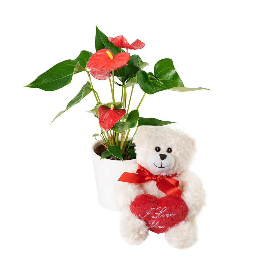 For My Love Flower Gift - Anthurium and Plush Gift Set - Connecticut Delivery