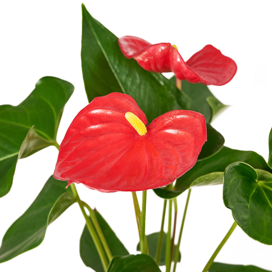 For My Love Flower Gift - Anthurium and Plush Gift Set - Connecticut Delivery