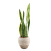 Golden Edged Sansevieria Trifasciata Plant from Connecticut Blooms - Plant Gift - Connecticut Delivery.
