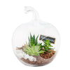 Green Aura Succulent Terrarium from Connecticut Blooms - Plant Gift - Connecticut Delivery.