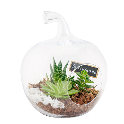 Green Aura Succulent Terrarium from Connecticut Blooms - Plant Gift - Connecticut Delivery.