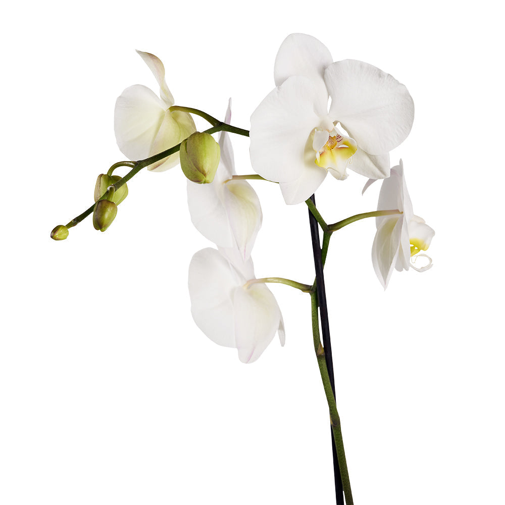 Guinness Six-Pack Beer Gift Basket with Stylish Orchid Planter – how the gift is presented