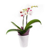 Lavish Exotic Orchid Plant - Orchid Plant Gift - Connecticut Delivery