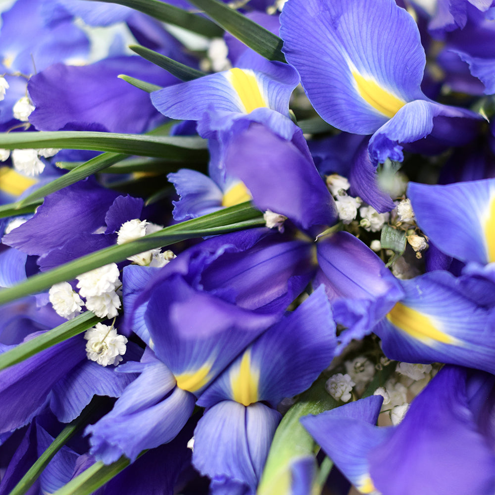 Lavish Lavender Iris Bouquet - Flower Gift - Connecticut Delivery