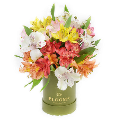 Fresh Lily Gifts | Livewire Lilies Flower Gift. Connecticut Delivery