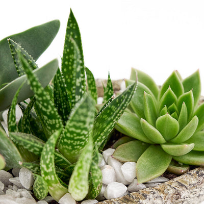 Nature's Own Succulent Garden from Connecticut Blooms - Plant Gift - Connecticut Delivery.