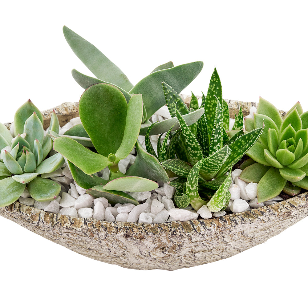 Artisan Succulent Garden Arrangement – how the gift is presented